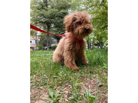 4 aylık maltipoo (erkek)