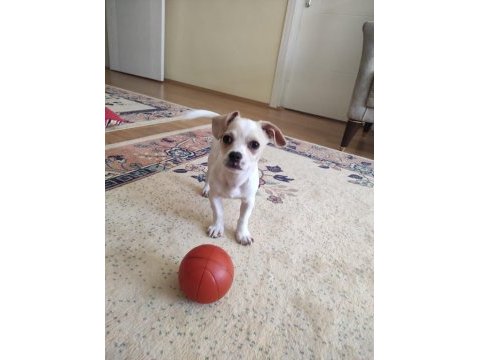 3 aylık minnak yavru chihuahua