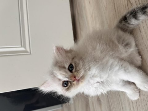 Silver point minnoş british shorthair kızçem