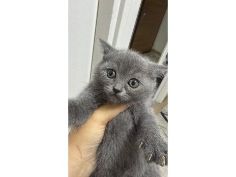 Birbirinden güzel yavru kediler yeni ailesini arıyor