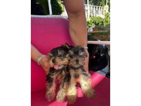 Yorkshire terrier bebek teacup