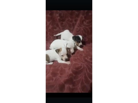 Maskeli kısa bacak jack russell yavrularımız