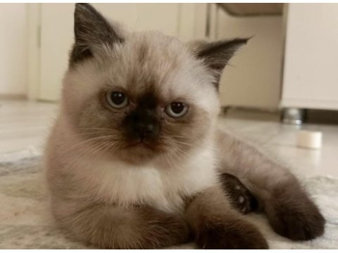 British shorthair bluepoint 3 aylık yavrular