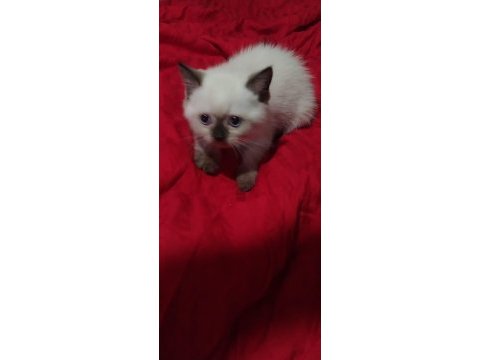 British blue point shorthair yavrularımız