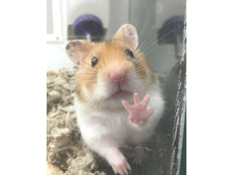 Hamster gonzales yavruları heryere gönderim