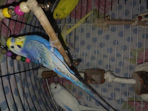 2 yaşındaki rainbow erkek muhabbet kuşum