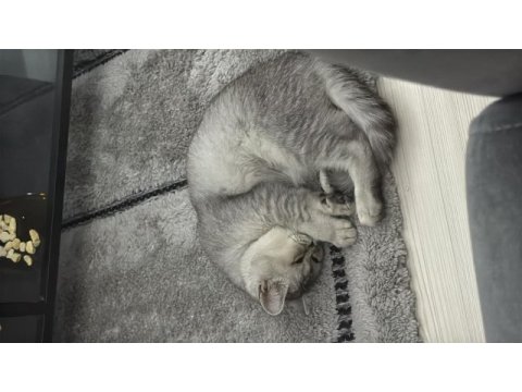 Sevimli tatlı oyun delisi british shorthair