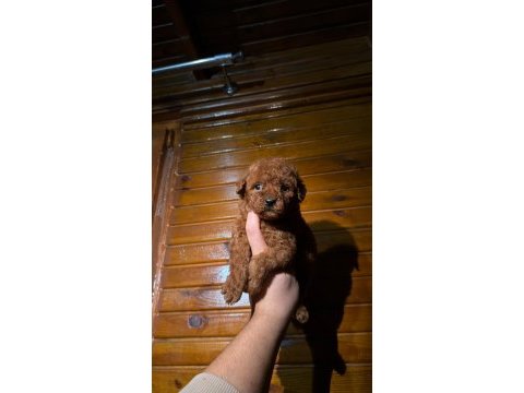 Redbrown toypoodle 
