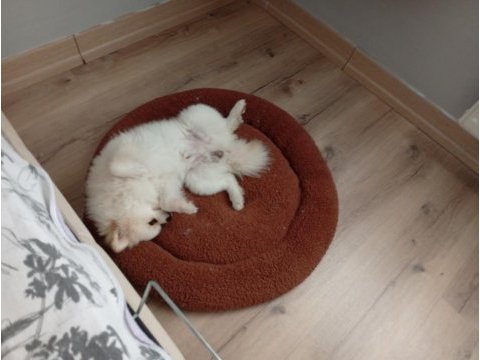 1 yaşında eğitimli pomeranian boo kısır değil