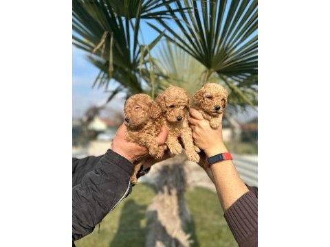 Toy poodle çikolatalar
