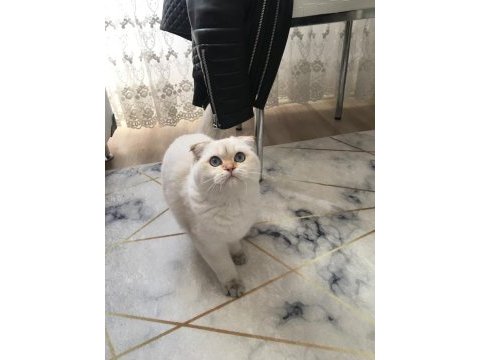 Golden point erkek scottish fold