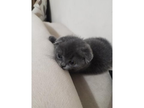 Minik scottish fold yeni yuvasını arıyor