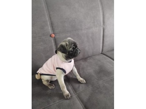 Pug köpeği sahiplendirme