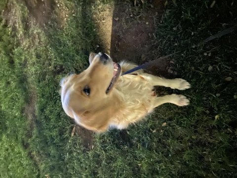 Maddi durumdan ötürü sahiplendirilecek golden retriever
