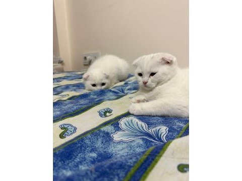 Evin neşesi safkan yavru scottish fold