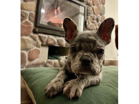 Farklı olmak isteyenler için el salvador kennel french