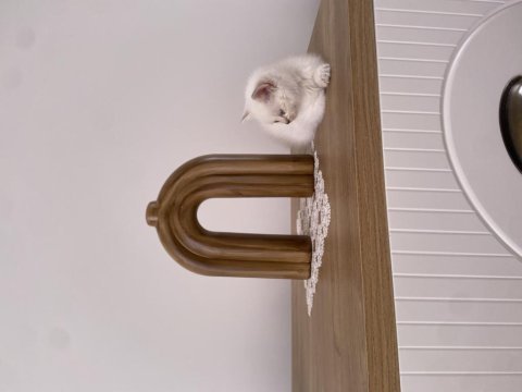 British shorthair blue ve blue point bebekler