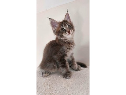Full şecereli maine coon ünvanlı ebeveynlerden