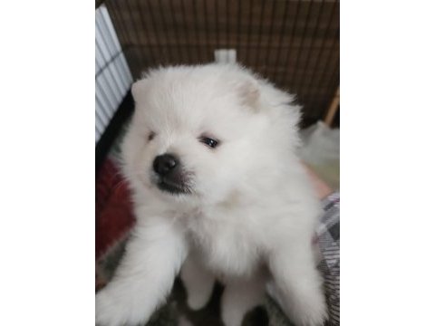 Pomeranian kaçmayacak fırsat