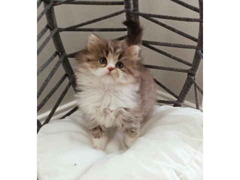 Point longhair bebeğim