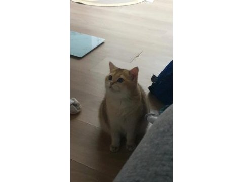 British shorthair