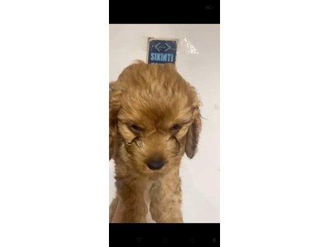 Maltipoo yavrular