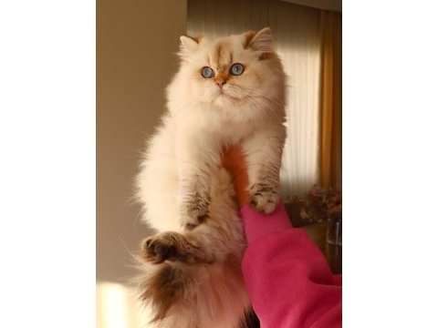 Full şecereli dişi british longhair