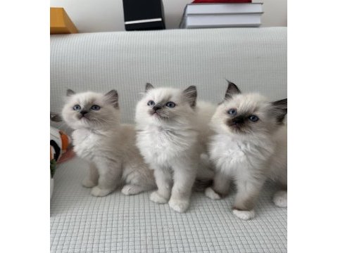 Safkan scrli anne-babadan ragdoll yavrular