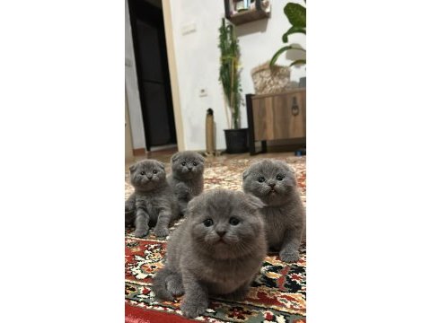 Dişi scottish fold yavrumuz sahiplendirilecektir 2 aylık