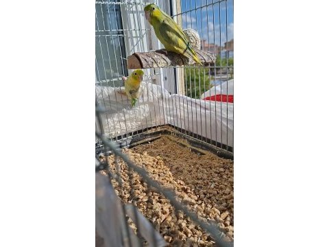 1,5 yaşında yavrudan eşleme pied forpus çifti