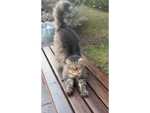 Norveç orman kedisi bir kız