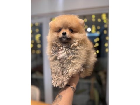 Minicik pomeranian boo