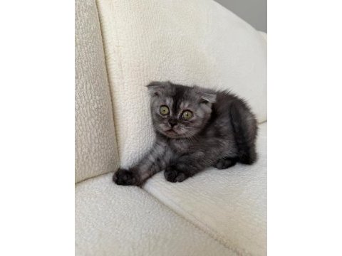 Anne altından baykuş gözlü scottish fold kızımız oyuncu