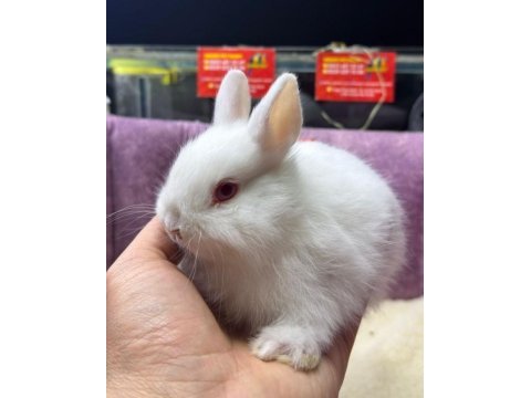 Cüce netherland dwarf yavru tavşanlar