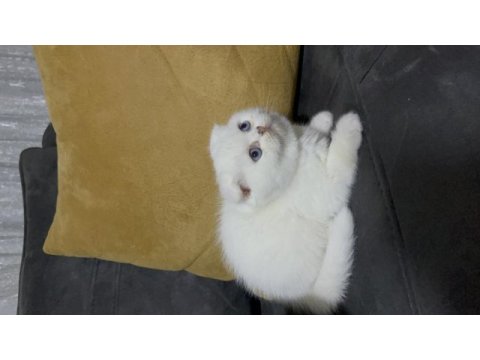 Scottish fold lekesiz beyaz erkek