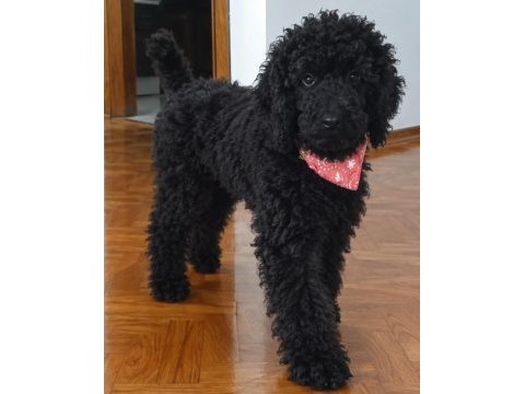 3 aylık dev poodle (royal poodle)