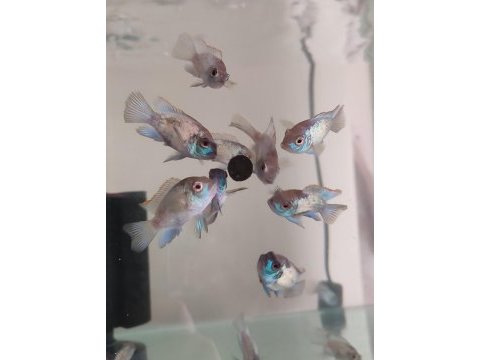 Elektrik blue acara (aequidens pulcher)