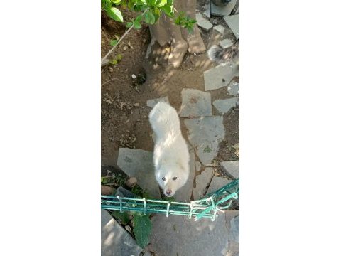 Safkan süt beyaz sibirya kahve renkli göz