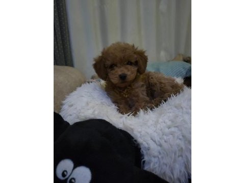 4 aylık dişi toy poodle satılık