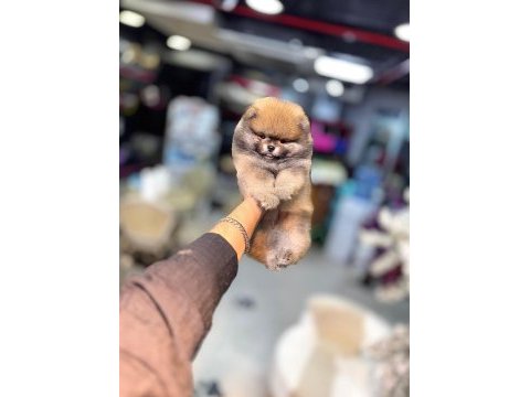 Yurt dışı giriş konya içi elden teslim pomeranian yavrular