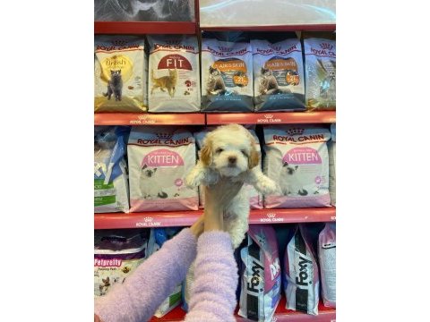 A kalite maltipoo yavrusu 0 beden