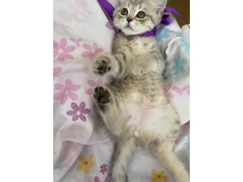 Oyuncu british shorthair kızlar kaliteli yavrular