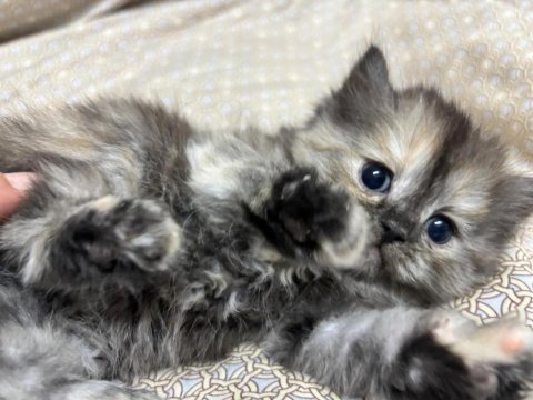 British longhair 2,5 aylık