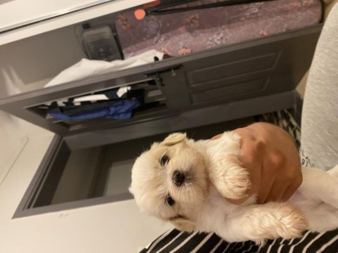 35 günlük shih tzu yavrular