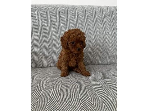 Orijinal toy poodle bebekleri