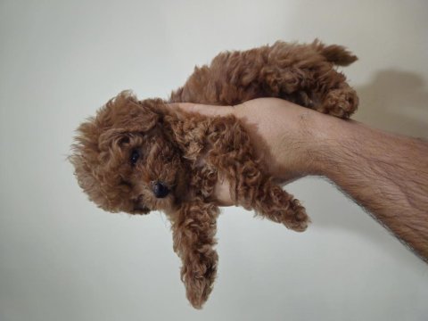 3 aylik toy poodle