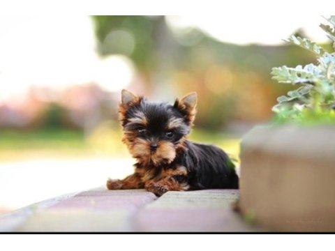 Petmode köpek çiftliğinden tea cup yorkshire terrier