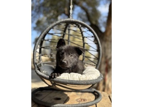 Muhteşem alman çoban köpeği yavrularımız