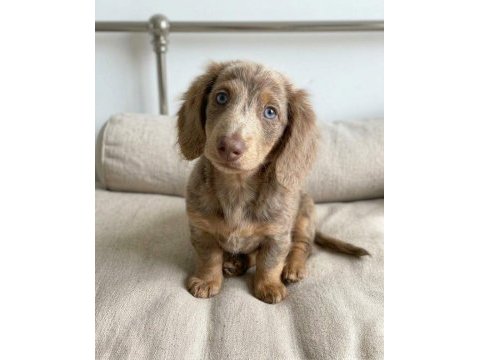 Göz kamaştıran nadir bulunan ısabella dachshund longhair