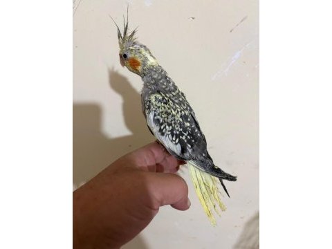 48 günlük full evcil pearl sultan papağanı bebek